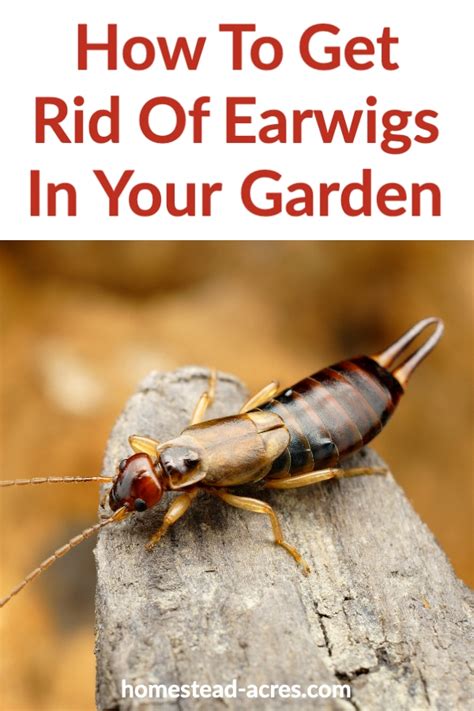 How to keep earwigs out of your home. How To Get Rid Of Earwigs in The Garden - Homestead Acres