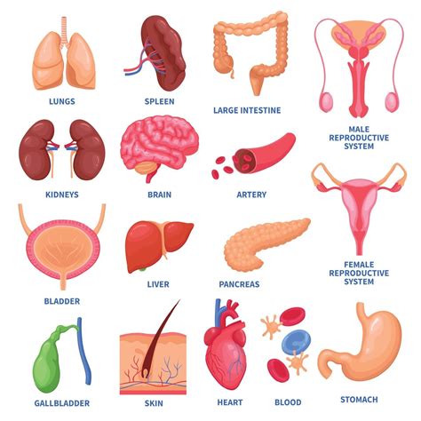 human internal organs set vector illustration 2338901 vector art at vecteezy