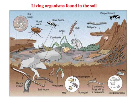 Ppt Chapter 9 Soil Powerpoint Presentation Free Download Id836817