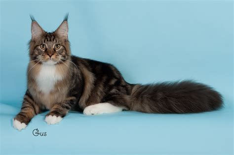 Maine coon is regarded as a native of the state of maine. Maine Coon kittens Washington State of Larhae Coons