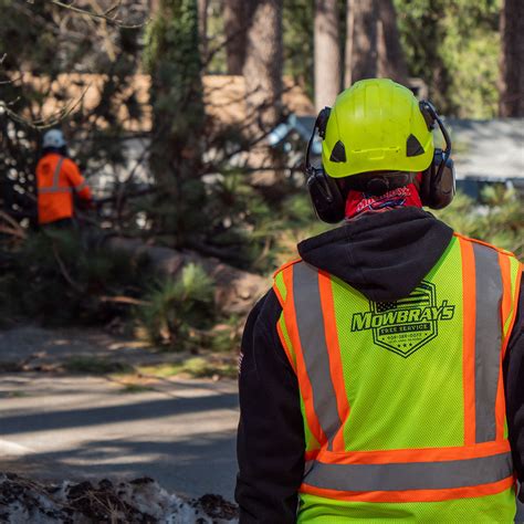 Emergency Tree Response Mowbrays Tree Service