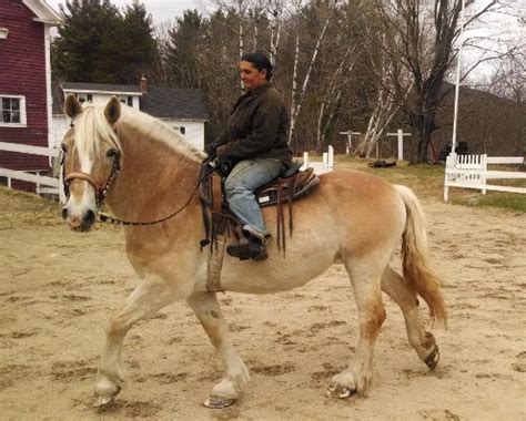 The belgian draft horse became quickly a worldwide renowned resulting in a strong growth of the export to, among others, america, germany, italy, russia, france Belgian Draft Horse Info, Origin, History, Pictures