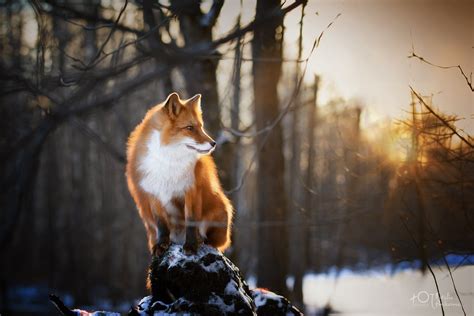 Fox Hunting Wallpaper ~ Fox Red Chasing Hunting Tired Tongue