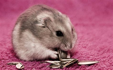 Wallpaper Hamster Seeds Food Hd Widescreen High Definition