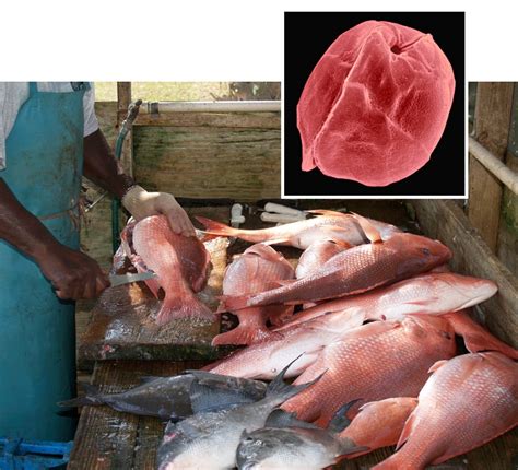 Under The Weather With Ciguatera Fish Poisoning Climate Variables