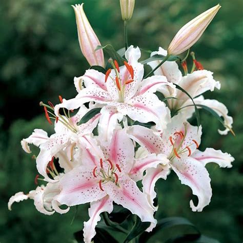 Oriental Lily Muscadet K Van Bourgondien
