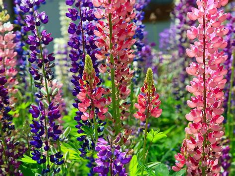 Pink And Purple Petaled Flowers Lupines Flower Flowerbed Bright