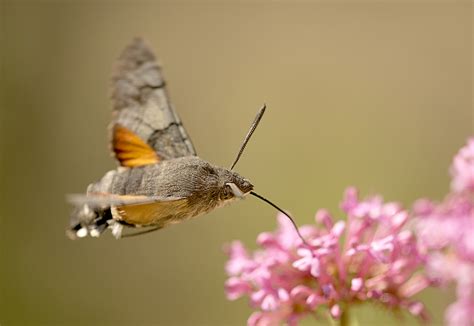 Humming Bird Hawk Moth Milton Keynes Natural History Society