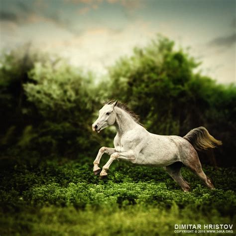 Beautiful White Horse Jump On The Green Forest Background 54ka Photo