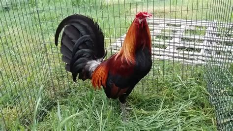 Butcher Cock Over Hatch Hens Youtube