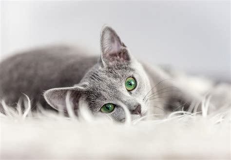 The 235 Best Gray Kitten Names - LOL Cats