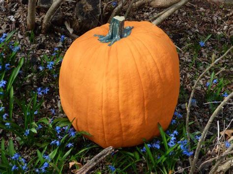 Check out our artificial roses selection for the very best in unique or custom, handmade pieces from our artificial flowers shops. EXTRA LARGE Artificial Pumpkin 17 tall & 47 1/2 | Etsy ...