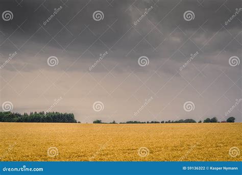 Dark Clouds Over A Golden Field Stock Photo Image Of Environment