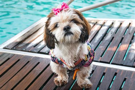 Shih Poo Dog Breed Information And Characteristics Daily Paws