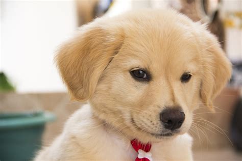 Dog Cute Puppy · Free Photo On Pixabay