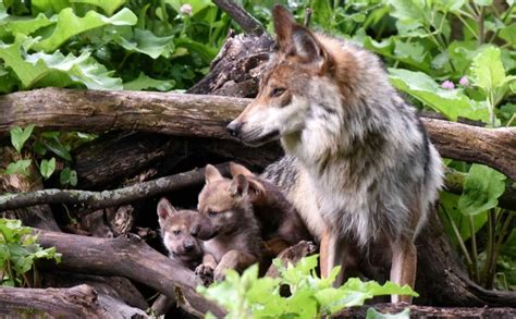 White Wolf Us Plan For Mexican Gray Wolves Puts The Lobo On Path To
