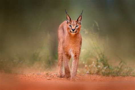 17 Caracal Cat Facts Are Caracals Dangerous To Humans And More 2022