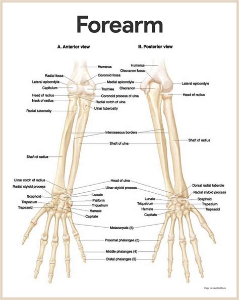 The human digestive system is the collective name used to describe the alimentary canal, some accessory organs, and a variety of digestive processes that take place at different levels in the canal to prepare food eaten in the diet for absorption. Skeletal System Anatomy and Physiology | Forearm anatomy ...