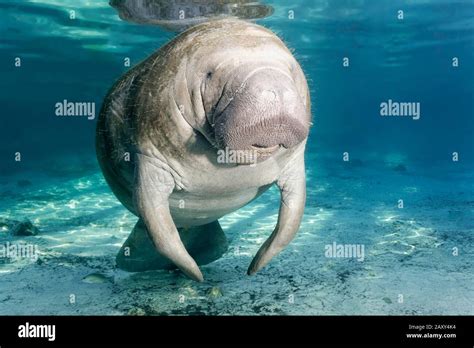 West Indian Manatee Trichechus Manatus Female Cow Three Sisters
