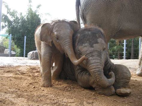 Trunk Tales The Elephants Of The Houston Zoo Births Habitat