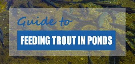 What Food Should You Feed Trout In Ponds Trout Food Guide Pond