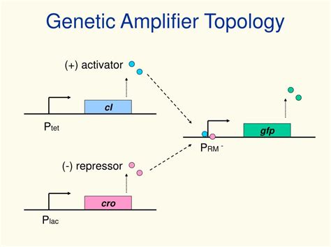 Ppt A Genetic Differential Amplifier Design Simulation