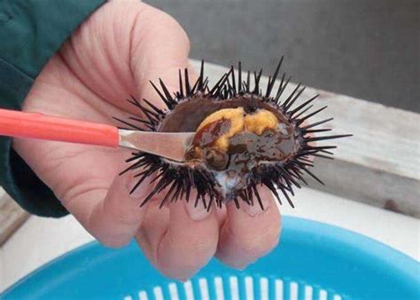 Where To Eat Wild Hokkaido Sea Urchin Incredible 10 Uni Sashimi