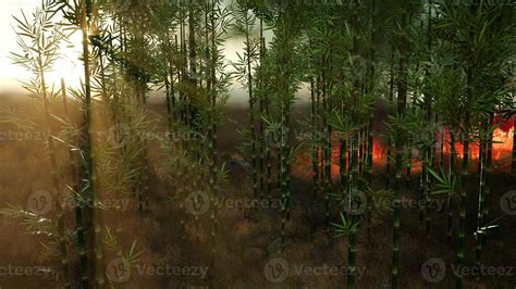 Wind Blowing On A Flaming Bamboo Trees During A Forest Fire 5852706