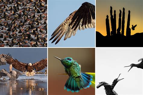The 2016 Audubon Photography Awards Winners Audubon