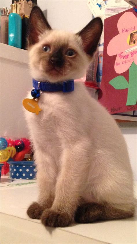 Kaner Seal Point Siamese Siamese Cats Cat Allergies Cats