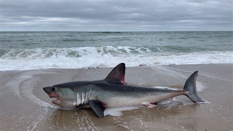 Close Up Photo Shows Shark Washed Up On Cape Cod Beach Necn