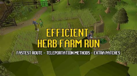Most Efficient Osrs Herb Running Guide Osrs Guide