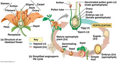 Angiosperm Reproduction Science Inspiration Plants Biology Botany