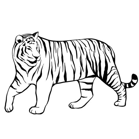 2022 Line Drawing Tiger Tiger Drawing Tiger Sketch Tiger Png
