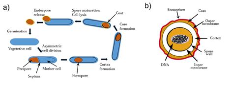 A Formation Of Spores By Endospore Forming B Cereus Upon