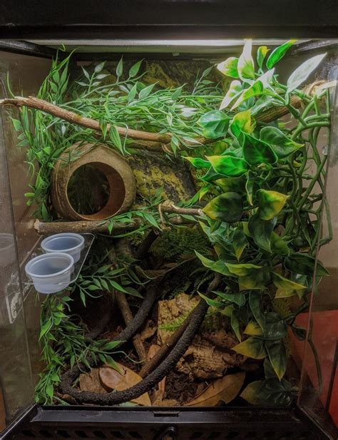 Best Terrarium For Crested Gecko Review And Guide 2022