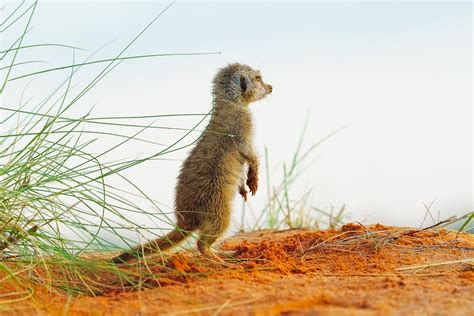 Baby Meerkat Standing On Red Sand Dune Meerkat Images