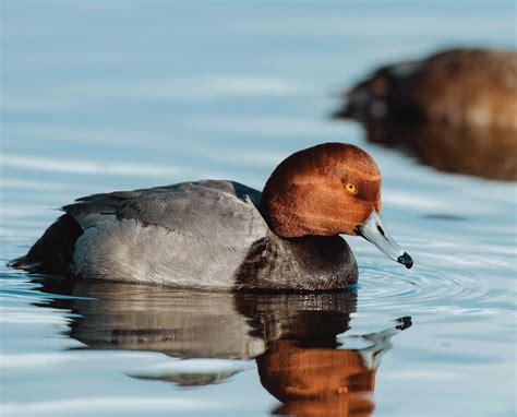 Redhead A Sociable Diving Duck Endless Migration