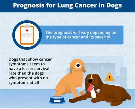 Lung Cancer In Dogs Causes Signs And Treatment Canna Pet®