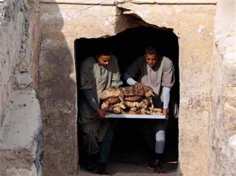 مصر میں بلیوں اور بھونرے کی چار ہزار سال قدیم حنوط شدہ لاشیں برآمد ایکسپریس اردو
