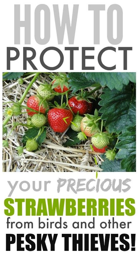 How To Protect Strawberries From Birds And Other Pests The Creek Line House