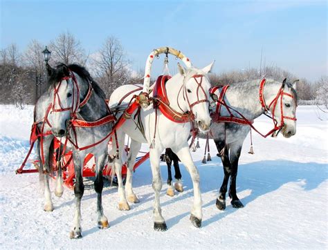 Camel caravans remained the most common means of transporting food, raw materials, and manufactured goods in central asia well into the railroad era. When to travel on the Trans Siberian Railway | Sundowners ...