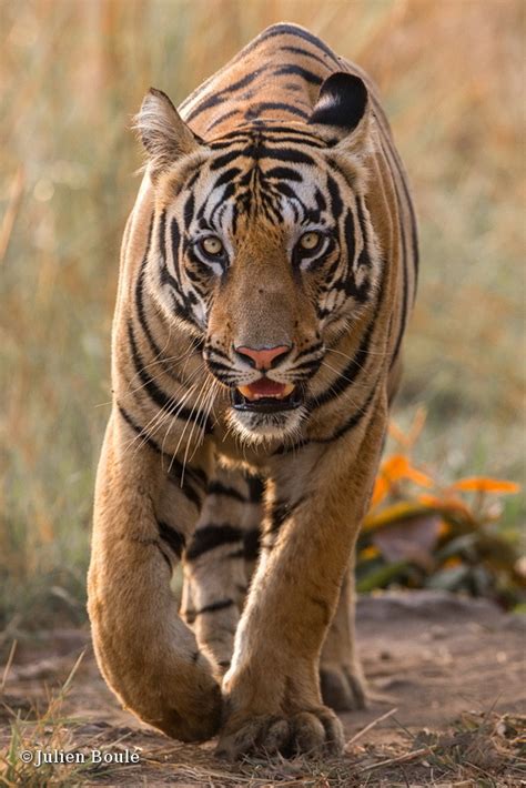 Young Tiger Male Of Tadoba Buffer Zone 2