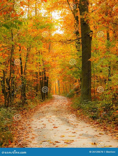 Pathway In The Autumn Forest Stock Photo Image Of Beautiful Color