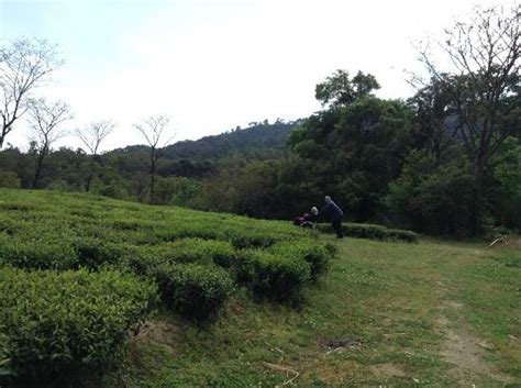 Himachal pradesh is the northern state of india located in the himalayan region, borders union territory of jammu and kashmir to the north, uttarakhand to the south east, punjab in the west, haryana to the south west. 10 Best Tea Plantations in India