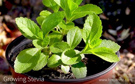 Growing Stevia Herbazest