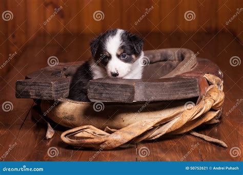 Sad Puppy Border Collie Sitting Inside Collar For Stock Image Image