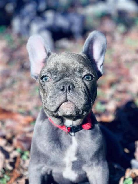 Because of their adorable, smart and cute demeanor, the french bulldog stood fourth in respect to popularity in the u.k. French Bulldog Puppies For Sale In Gainesville Ga