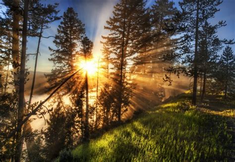 729083 4k Sunrises And Sunsets Rays Of Light Grass Trees Hdr Sun