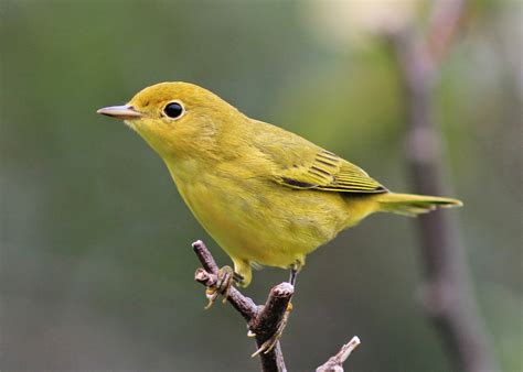 Birding With Lisa De Leon Small Yellow Birds In Newfoundland